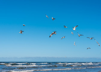 Birds over a Baltic Sea Beach on a Sunny Day