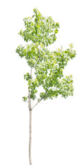 young light green maple isolated on white