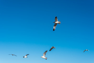 Birds over a Baltic Sea Beach on a Sunny Day