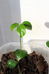 young plants in pot, young green plant, citrus sprout