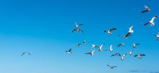 Birds over a Baltic Sea Beach on a Sunny Day