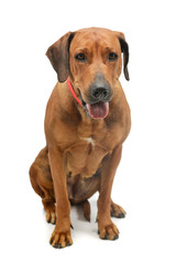 Studio shot of an adorable rhodesian ridgeback