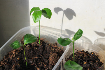 young plant in pot, citrus sprouts, agriculture