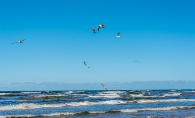 Fototapeta na wymiar Birds over a Baltic Sea Beach on a Sunny Day
