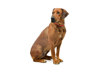 Studio shot of an adorable rhodesian ridgeback