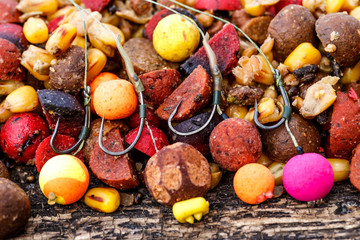 Carp fishing chod rig.The Source Boilies with fishing hook. Fishing rig for carps, boilie rig, near the lake on a piece of wood