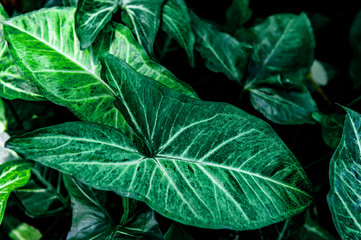 Fototapeta premium abstract green leaf texture, nature for background, tropical leaf 