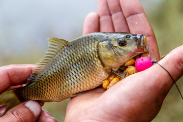 A man holding a small carp. Little fish in the hands of a fisherman. Summertime. Fishing.beautiful mirror carp portrait