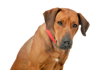 Portrait of an adorable rhodesian ridgeback