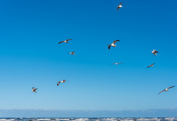 Birds over a Baltic Sea Beach on a Sunny Day