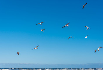 Fototapeta na wymiar Birds over a Baltic Sea Beach on a Sunny Day
