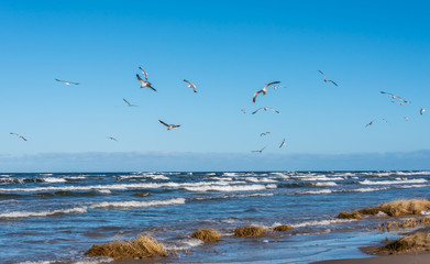 Birds over a Baltic Sea Beach on a Sunny Day