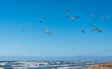 Birds over a Baltic Sea Beach on a Sunny Day