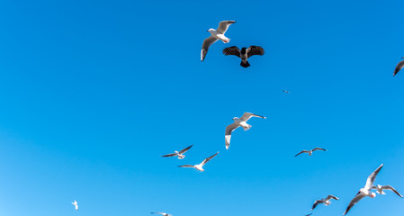 Birds over a Baltic Sea Beach on a Sunny Day