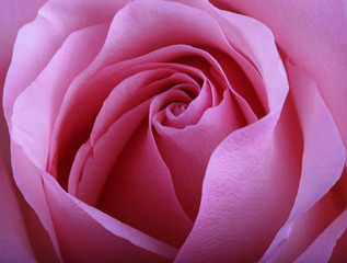 Fototapeta na wymiar Bud of a pink rose. Side view. Close-up.