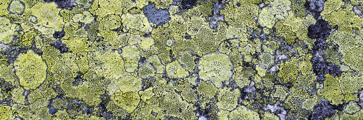 Moss and lichen grow on stone. Panoramic background of lichen and moss