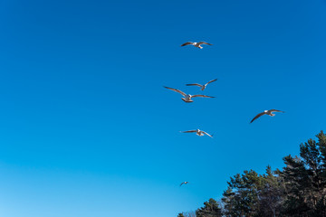 Birds over a Baltic Sea Beach on a Sunny Day