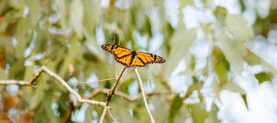 Monarch Butterfly also known as Danaus plexippus.