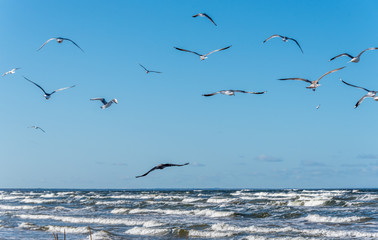 Birds over a Baltic Sea Beach on a Sunny Day
