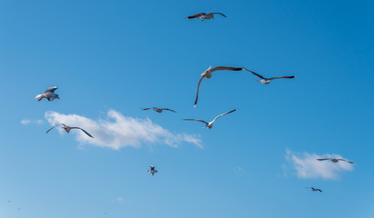 Birds over a Baltic Sea Beach on a Sunny Day