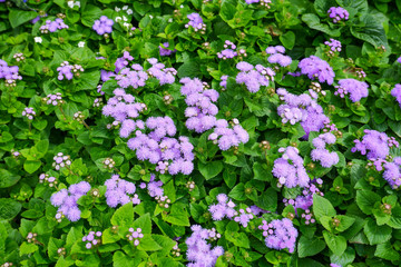 The flowers is known as flossflower, bluemink, blueweed or pussy foot. Ageratum houstonianum is a group of Asteraceae.