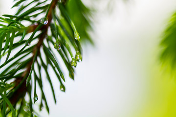 Naklejka na ściany i meble Spruce branches with water drops, spring time