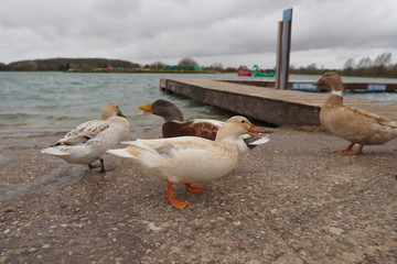 ducks on the lake