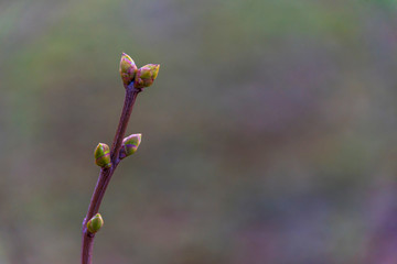 Budding Leaves in Early Spring against a Green Background