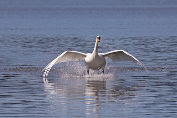 Mute swan