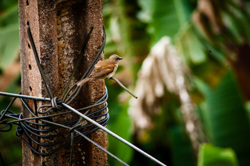 Brown Bird perched on a cable line