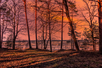Sunset at a Forest at a Baltic Sea Beach with Waves in the Winter