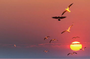 Obrazy na Szkle  Ptaki nad bałtycką plażą w słoneczny dzień