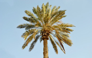Fototapeta na wymiar Palm trees in clear blue sky