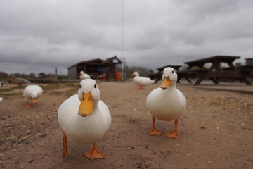 ducks