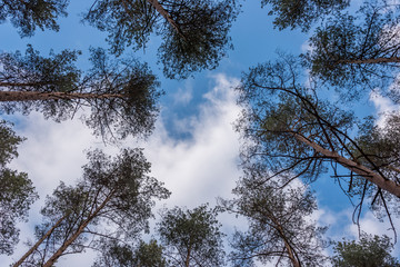 Looking up to the Sky through Tall Pine Trees