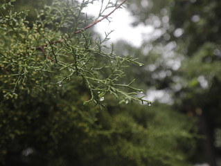 branches of a tree after rain