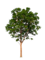 Fototapeta premium tree isolated on white background