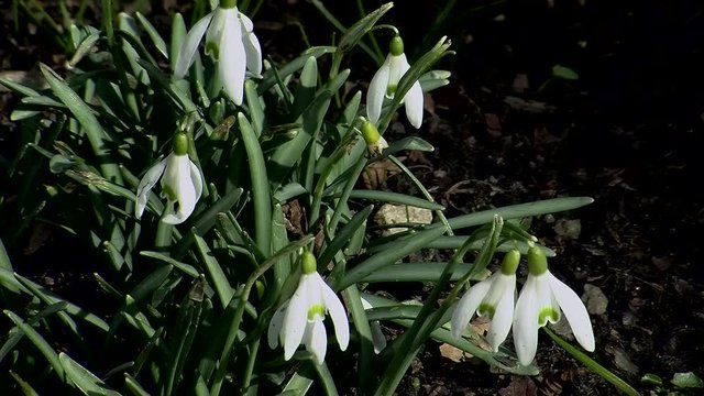 Schneegl&ouml;ckchen zittern im Wind