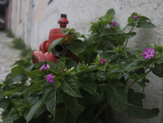 hydrant flowers