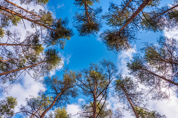 Looking up to the Sky through Tall Pine Trees