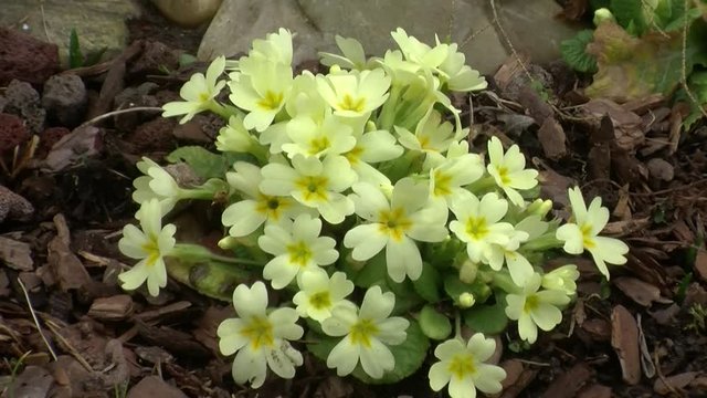 Gelbe Primeln geh&ouml;ren zu den ersten Fr&uuml;hlingsblumen (Kamerazoomfahrt)