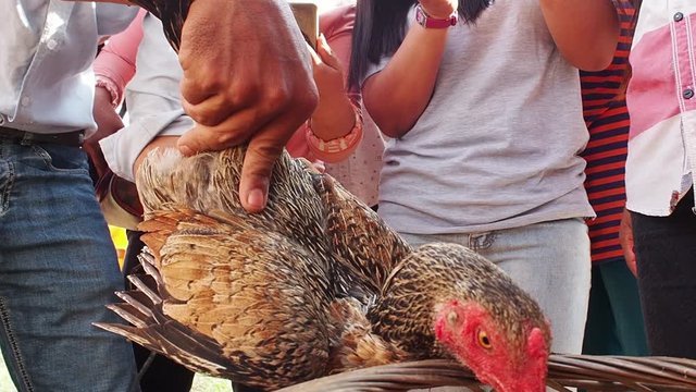 Farmer artificially inseminating chicken with syringe, low angle