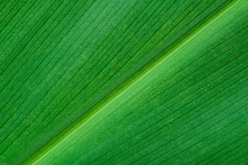 Natural background of green leaf - 329540343