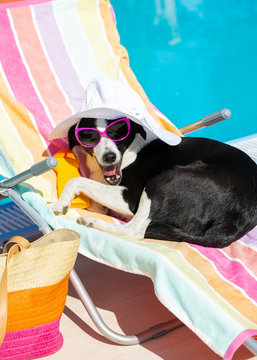 Funny dog resting on summer vacation at swimming pool
