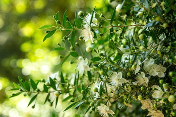 Blooming bush floral natural background