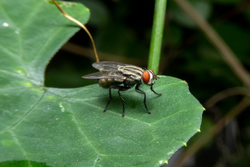 Diptera on green leaf in the forest with blurred green background. House Fly or Musca...