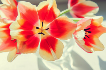 Fototapeta na wymiar open flowers of red-yellow tulips close