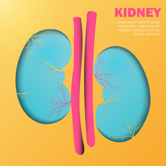 Human kidney ,Technology with flat style.EPS10