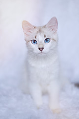 White kitten with blue eyes relaxes in bed  