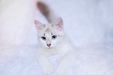 Fototapeta premium White kitten with blue eyes relaxes in bed 